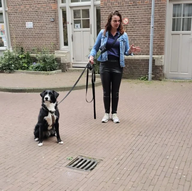 Even ongegeneerd trots op Chip 🤩

Afgelopen dinsdag was ik samen met collega's Margot en Jasper in Amsterdam voor het geven van een workshop. Voor Chip de eerste keer werken met een grote groep mensen. 

De zaal was klein dus hop daar gingen we; de straat op. Hartje Amsterdam. Hij gaf er precies niks om, hij stond klaar ondanks alle afleiding; mensen met tassen, kinderen, honden, hij keek er niet naar om. Vol focus bezig met de taak die voor hem lag. Wat een topper!

Terug in de auto was ik zo trots, maar ik voelde mij ook schuldig. Waarom had ik niet zoveel vertrouwen in hem, waarom zagen andere zijn kwaliteiten eerder dan ik? En toen kwam het besef dat ik met Lola, voordat Chip erbij kwam, ook geen andere optie had en het dus het gewoon deed. Chip heeft nu dezelfde leeftijd als Lola toen ik deze dingen met haar deed. Hij is volwassen, mega stabiel en hij heeft bewezen dat hij meer aankan dan ik ooit gedacht had;

It's his time to shine! 💙